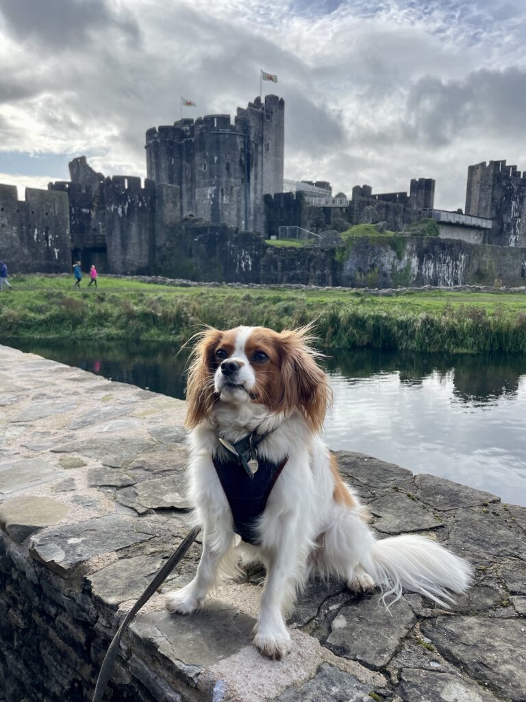 caerphilly 9